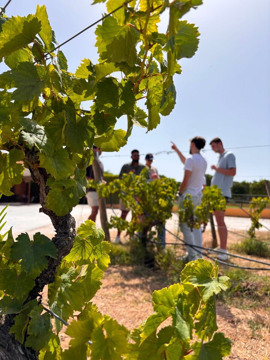 Sunlit vine leaves in the foreground with guests exploring the rows behind